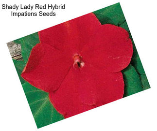 Shady Lady Red Hybrid Impatiens Seeds