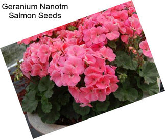 Geranium Nanotm Salmon Seeds