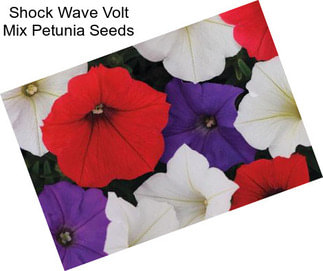 Shock Wave Volt Mix Petunia Seeds