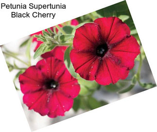 Petunia Supertunia Black Cherry