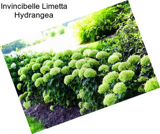 Invincibelle Limetta Hydrangea