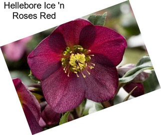 Hellebore Ice \'n Roses Red