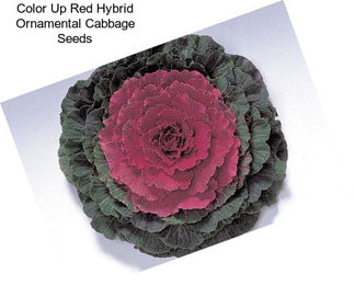 Color Up Red Hybrid Ornamental Cabbage Seeds