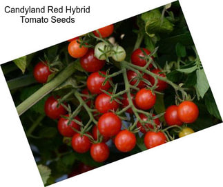 Candyland Red Hybrid Tomato Seeds