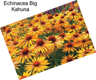 Echinacea Big Kahuna