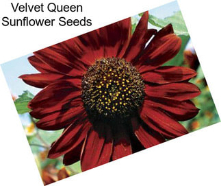 Velvet Queen Sunflower Seeds