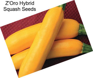 Z\'Oro Hybrid Squash Seeds