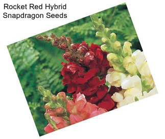 Rocket Red Hybrid Snapdragon Seeds