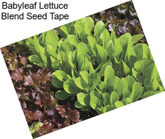 Babyleaf Lettuce Blend Seed Tape