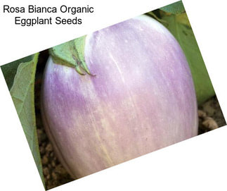 Rosa Bianca Organic Eggplant Seeds