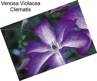 Venosa Violacea Clematis