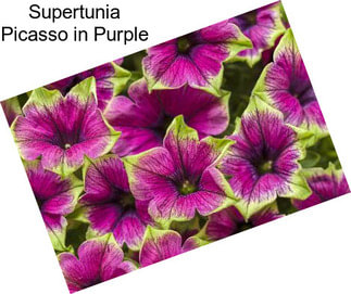 Supertunia Picasso in Purple