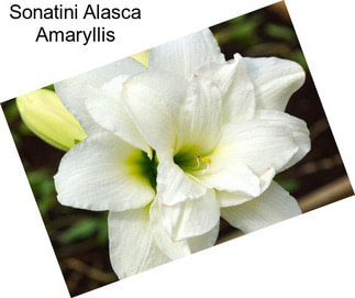 Sonatini Alasca Amaryllis