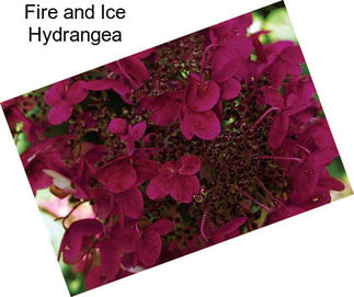 Fire and Ice Hydrangea