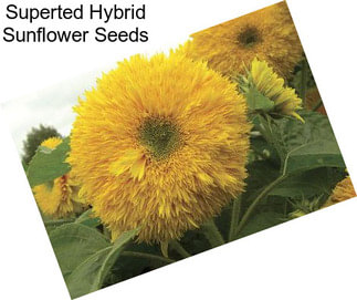 Superted Hybrid Sunflower Seeds