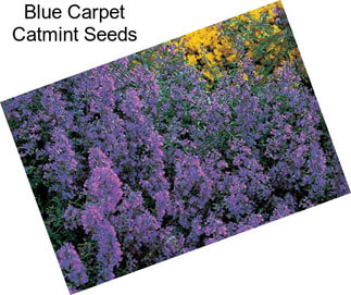 Blue Carpet Catmint Seeds
