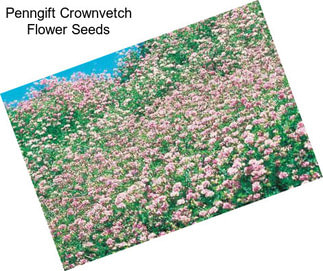 Penngift Crownvetch Flower Seeds