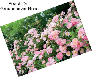 Peach Drift Groundcover Rose