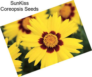 SunKiss Coreopsis Seeds