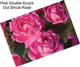 Pink Double Knock Out Shrub Rose