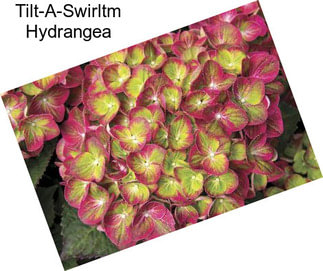 Tilt-A-Swirltm Hydrangea