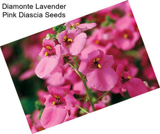 Diamonte Lavender Pink Diascia Seeds