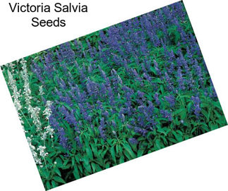 Victoria Salvia Seeds