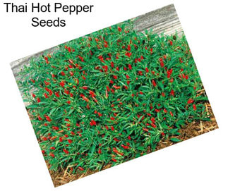 Thai Hot Pepper Seeds