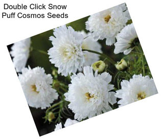 Double Click Snow Puff Cosmos Seeds