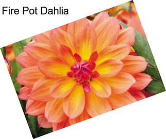 Fire Pot Dahlia