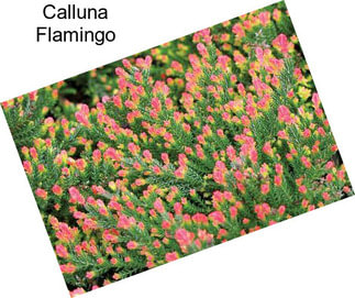 Calluna Flamingo