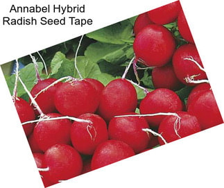 Annabel Hybrid Radish Seed Tape