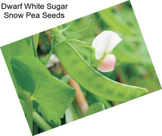 Dwarf White Sugar Snow Pea Seeds