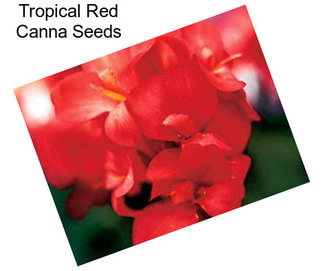 Tropical Red Canna Seeds