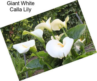 Giant White Calla Lily