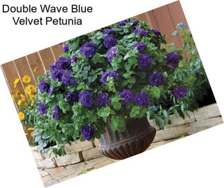 Double Wave Blue Velvet Petunia