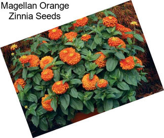 Magellan Orange Zinnia Seeds