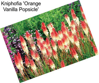 Kniphofia \'Orange Vanilla Popsicle\'