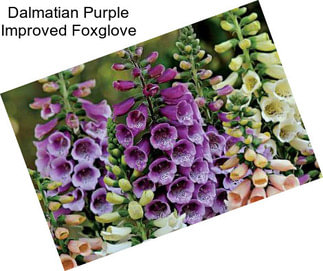 Dalmatian Purple Improved Foxglove