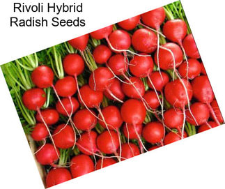 Rivoli Hybrid Radish Seeds