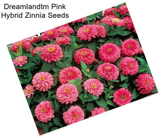 Dreamlandtm Pink Hybrid Zinnia Seeds