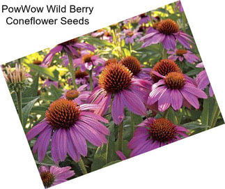 PowWow Wild Berry Coneflower Seeds