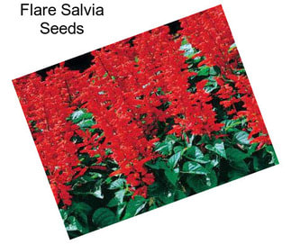 Flare Salvia Seeds