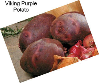 Viking Purple Potato