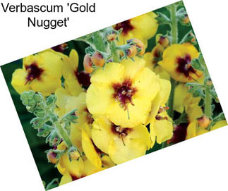 Verbascum \'Gold Nugget\'