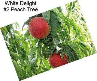 White Delight #2 Peach Tree