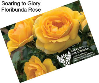 Soaring to Glory Floribunda Rose