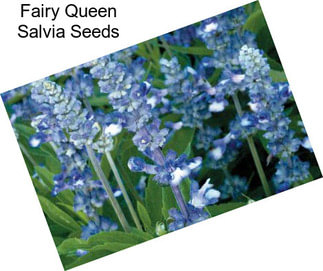 Fairy Queen Salvia Seeds