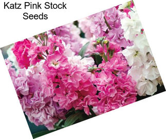 Katz Pink Stock Seeds