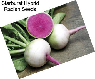 Starburst Hybrid Radish Seeds